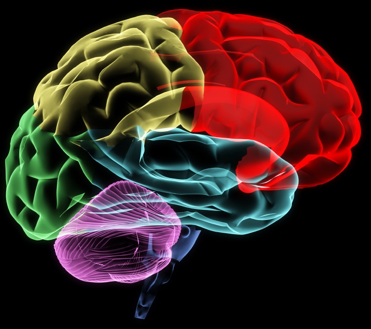 Colorful digital illustration showing the different regions and lobes of the brain