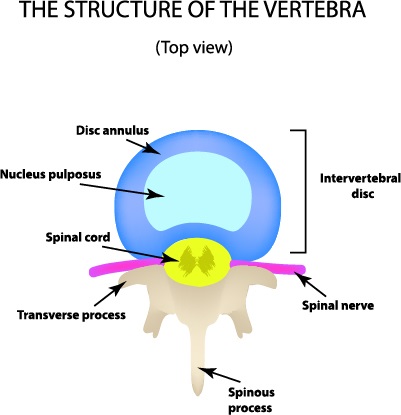 Diagram of the vertebra 